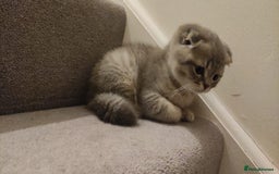Scottish Fold cats for sale: 🐾 Adorable Scottish Kittens Seeking Loving Homes - Image 7