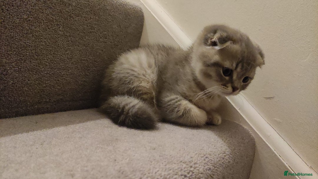 Scottish Fold cats for sale: 🐾 Adorable Scottish Kittens Seeking Loving Homes - Image 7