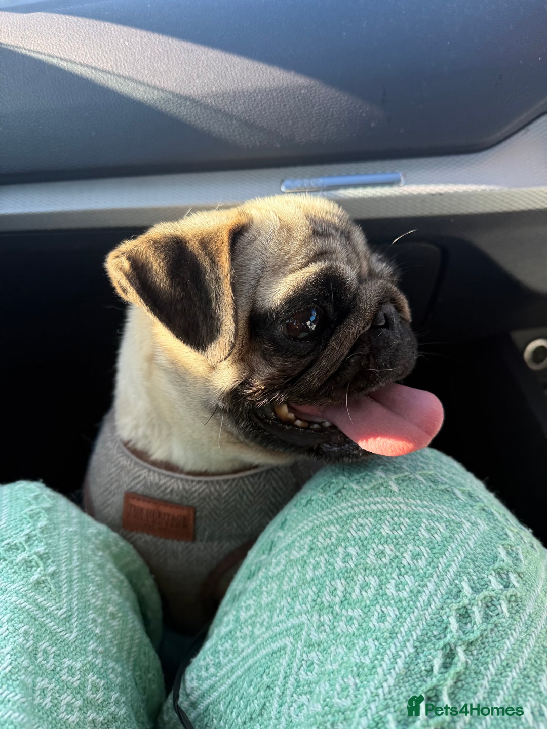 Pug dogs for sale: Beautiful pug - Advert 8