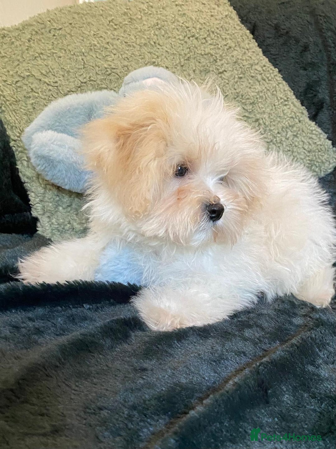 Maltipoo dogs for sale: maltipoo puppies for sale  - Image 4