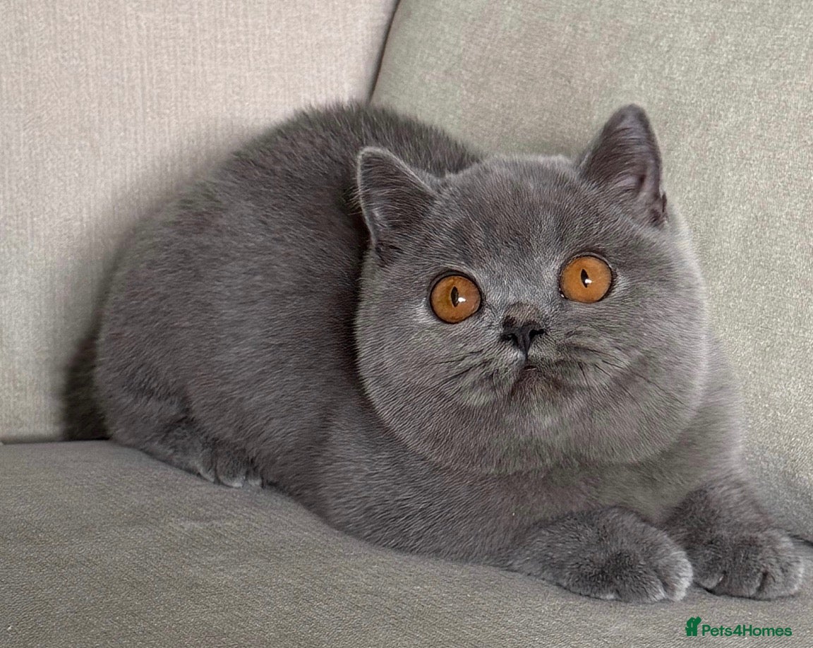 British Shorthair cats Beautiful kittens  - Advert 16