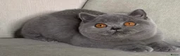 British Shorthair cats for sale: Beautiful kittens  - Advert 1