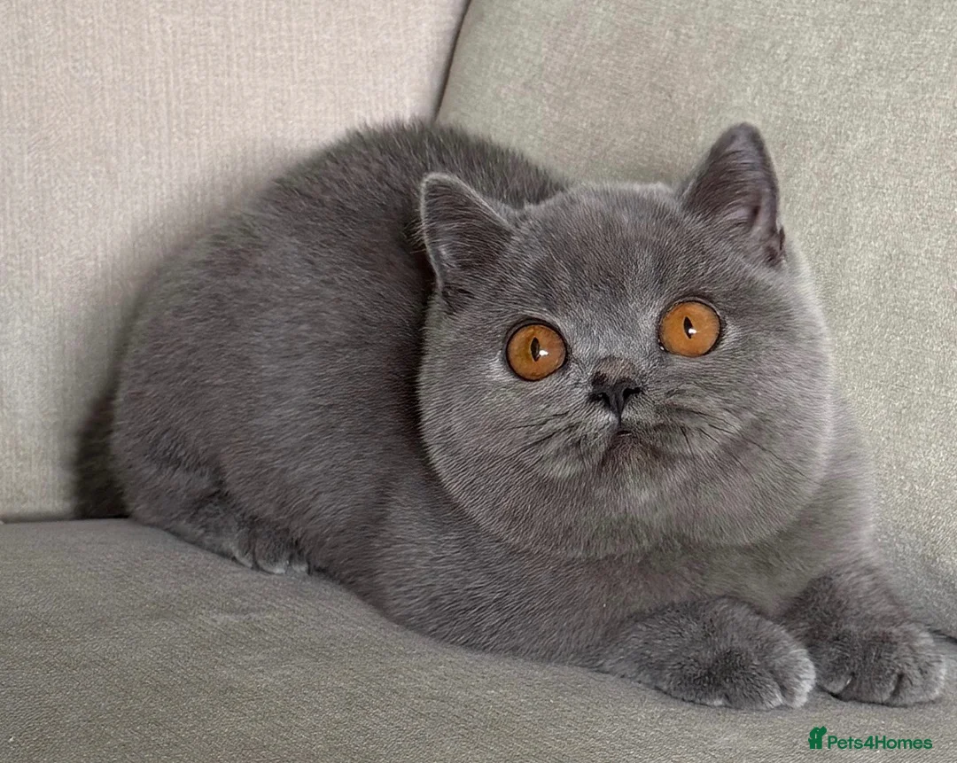 British Shorthair cats for sale: Beautiful kittens  - Advert 1