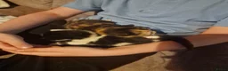 Mixed Breed cats for sale: 3 beautiful kittens for sale - Advert 3