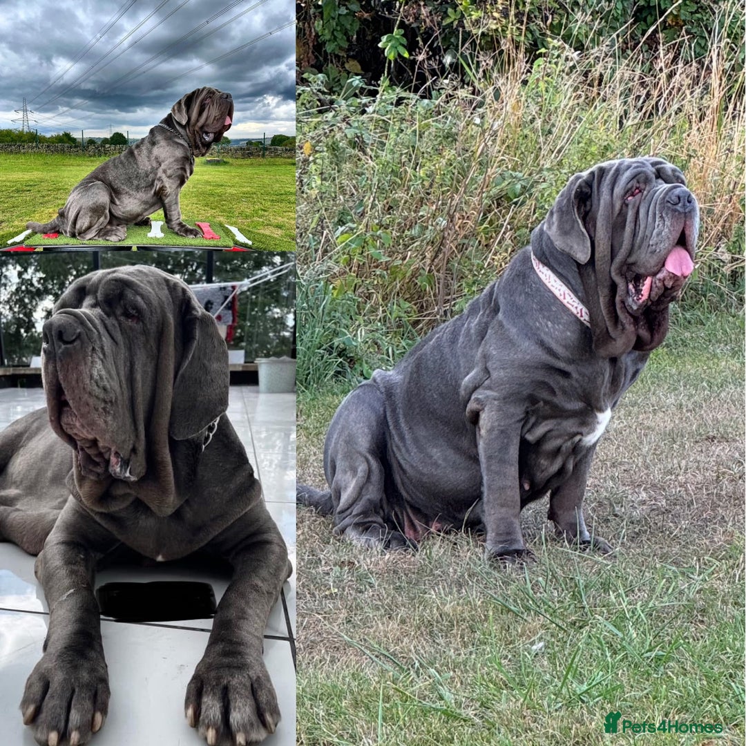 Neapolitan Mastiff dogs for sale: Neapolitan mastiff puppies due 27th September - Image 17