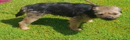 Border Terrier dogs for stud: At stud ,oxcroft Galloway  in Lockerbie - Advert 4