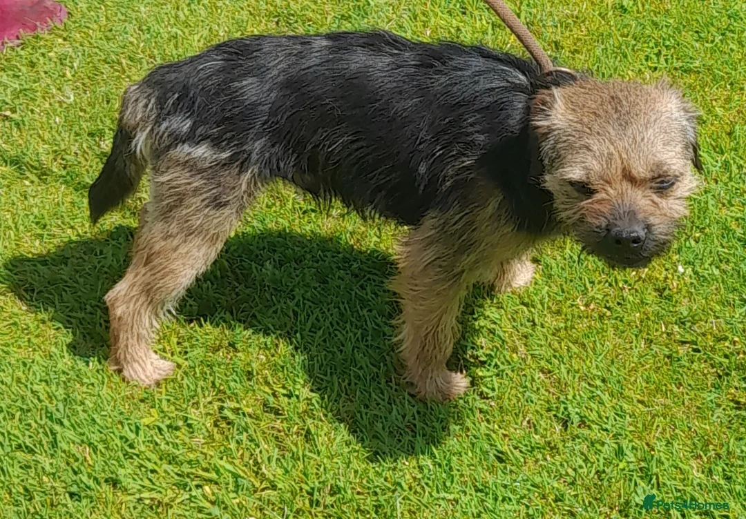 Border Terrier dogs for stud: At stud ,oxcroft Galloway  in Lockerbie - Advert 4