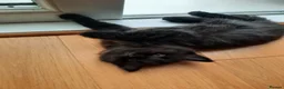 Mixed Breed cats for sale: 3 Adorable Black Kittens looking for Home - Advert 6
