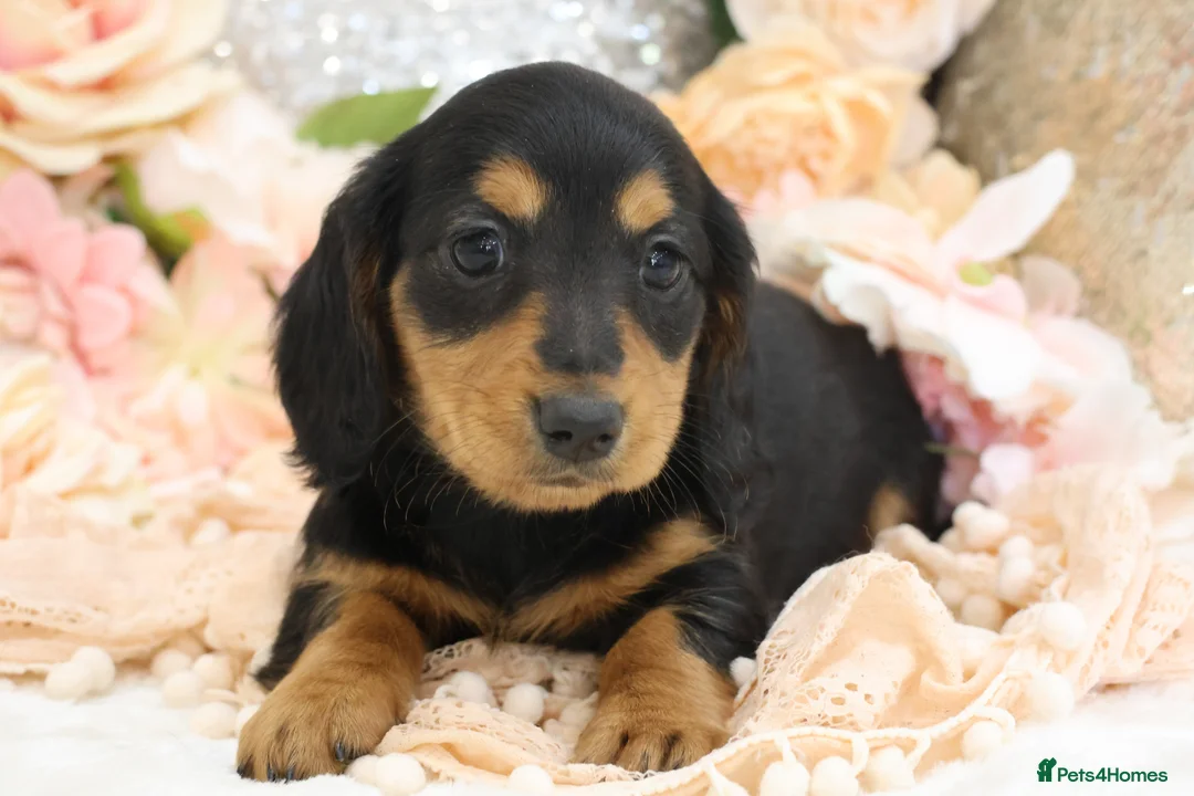 Miniature Dachshund dogs for sale: KC Miniature Dachshund Longhair Puppies - Advert 1