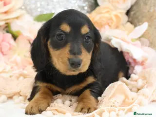 Miniature Dachshund dogs KC Miniature Dachshund Longhair Puppies - Advert 9