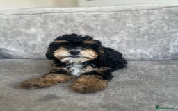 Cavapoo dogs for sale: Adorable Cavapoos looking for family homes - Image 1