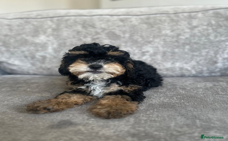 Cavapoo dogs - Advert 2