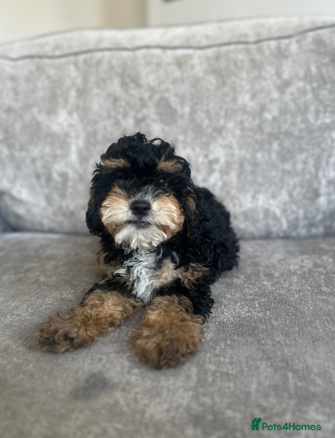 Cavapoo dogs for sale: Adorable Cavapoos looking for family homes - Image 1