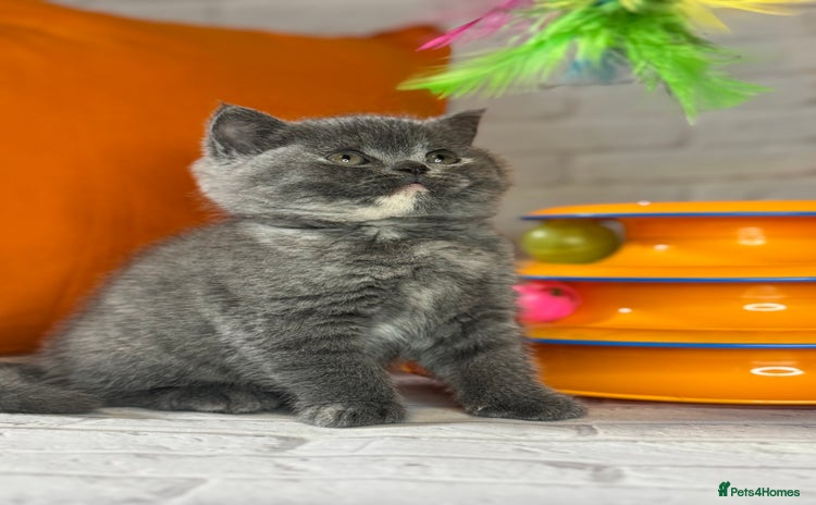 British Shorthair cats - Advert 14