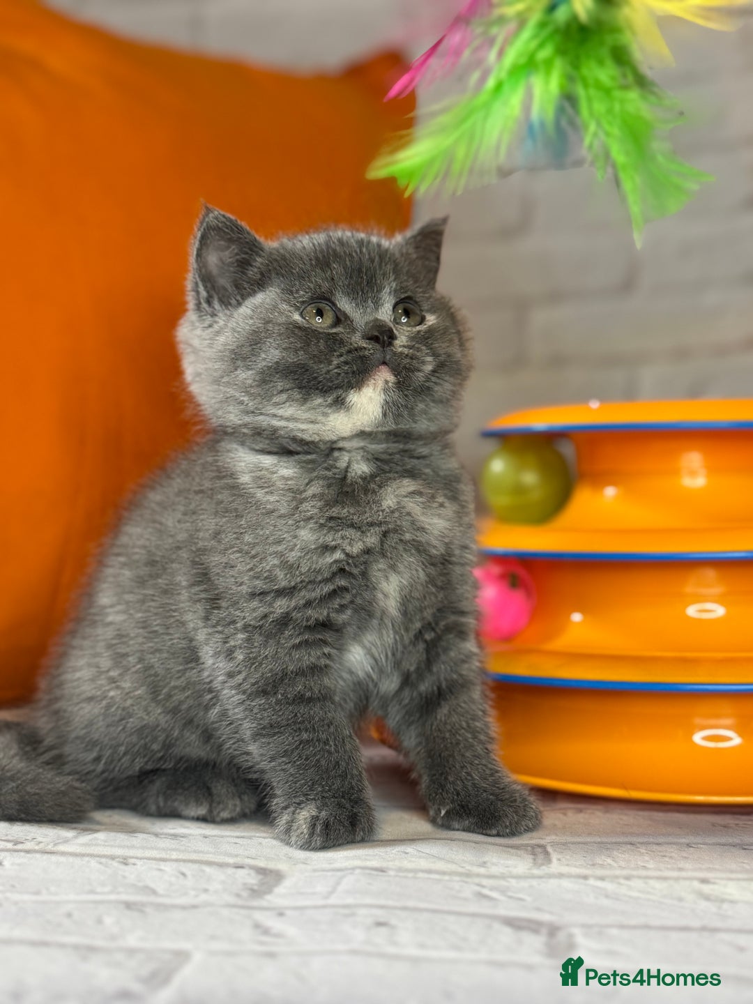 British Shorthair cats for sale: Beautiful British Shorthair Kittens – ReadyOctober - Image 1