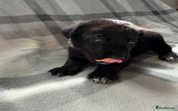 Mixed Breed dogs for sale: 10 RARE hybrid huskypoo’s!!! - Image 14