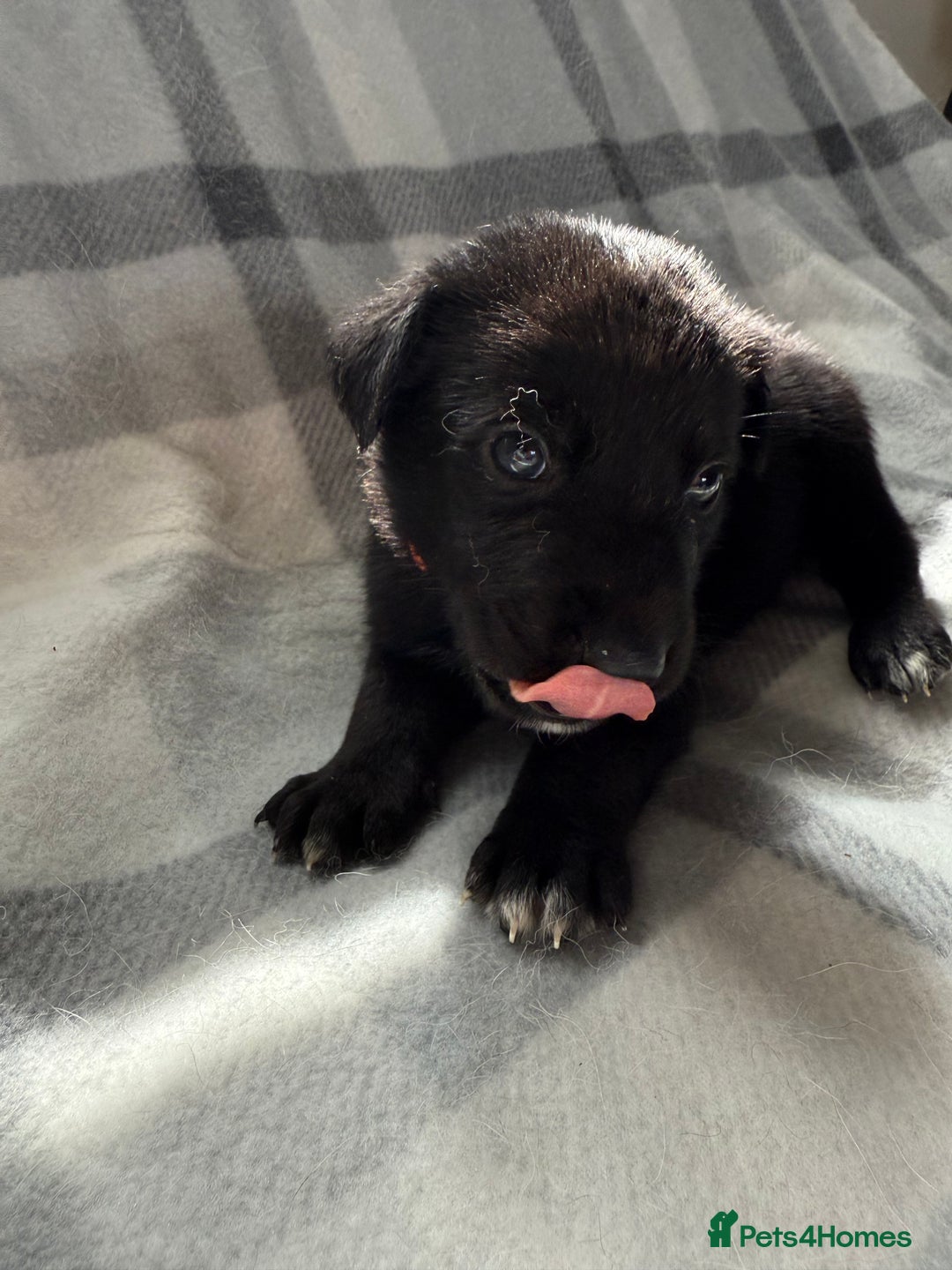 Mixed Breed dogs for sale: 10 RARE hybrid huskypoo’s!!! - Image 14