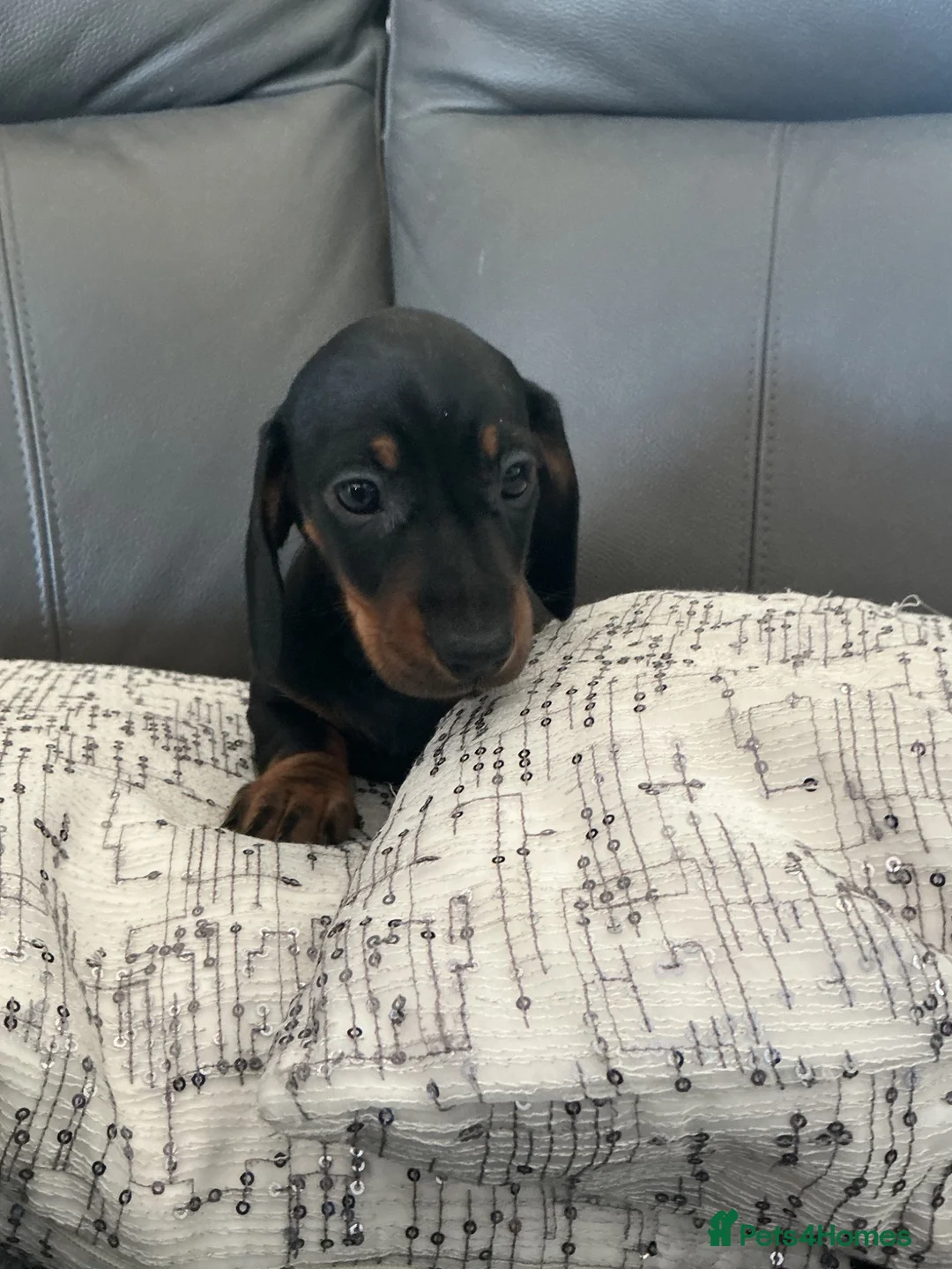 Miniature Dachshund dogs for sale: Miniature dachshund pups.KC reg&council licensed - Advert 2