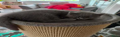 British Shorthair 2