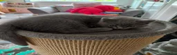 British Shorthair cats for sale: Pedigree Mixed Adorable Kittens  - Advert 8