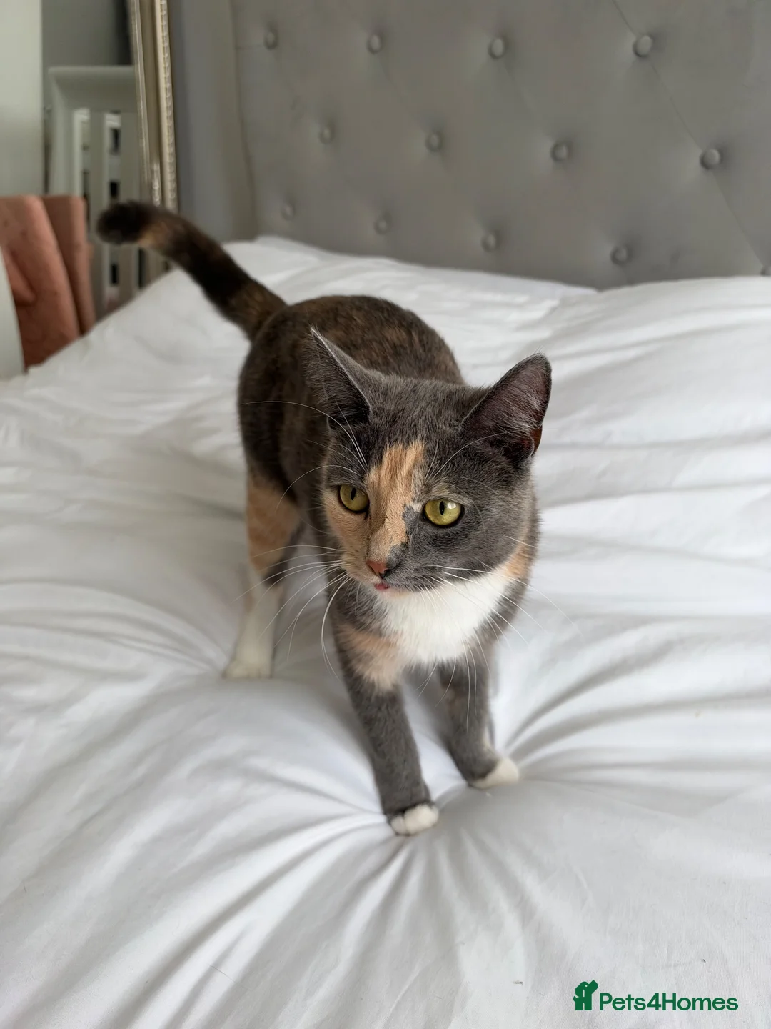 British Shorthair cats for sale: Meet Coco - Beautiful British Shorthair Cat - Advert 1