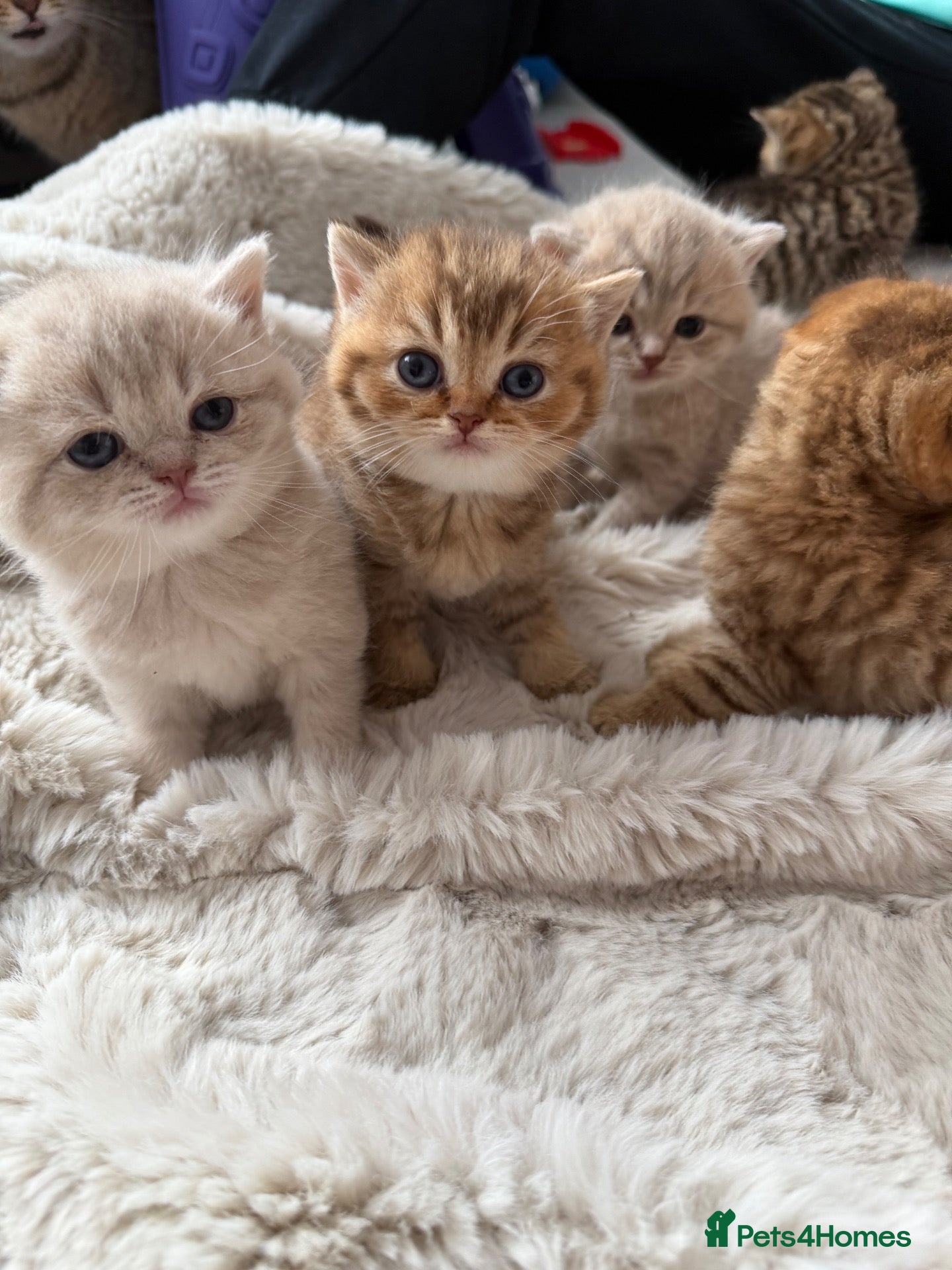 Scottish Fold cats Exceptional litter of Scottish fold/ straight😍😍 - Advert 1