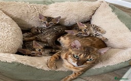 Bengal cats for sale: Health Tested TICA 🩷Bengal female kittens  - Image 14