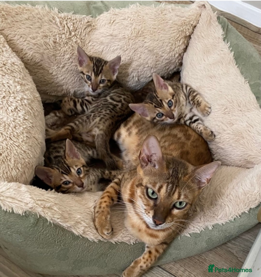 Bengal cats for sale: Health Tested TICA 🩷Bengal female kittens  - Image 14