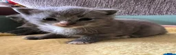Mixed Breed cats for sale: Mixed breed kittens  - Advert 2