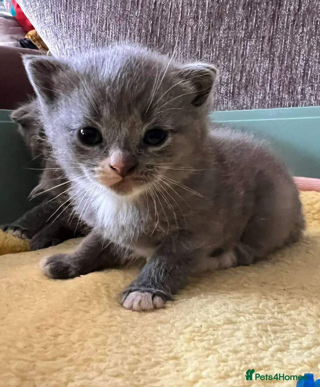 Mixed Breed cats for sale: Mixed breed kittens  - Advert 2