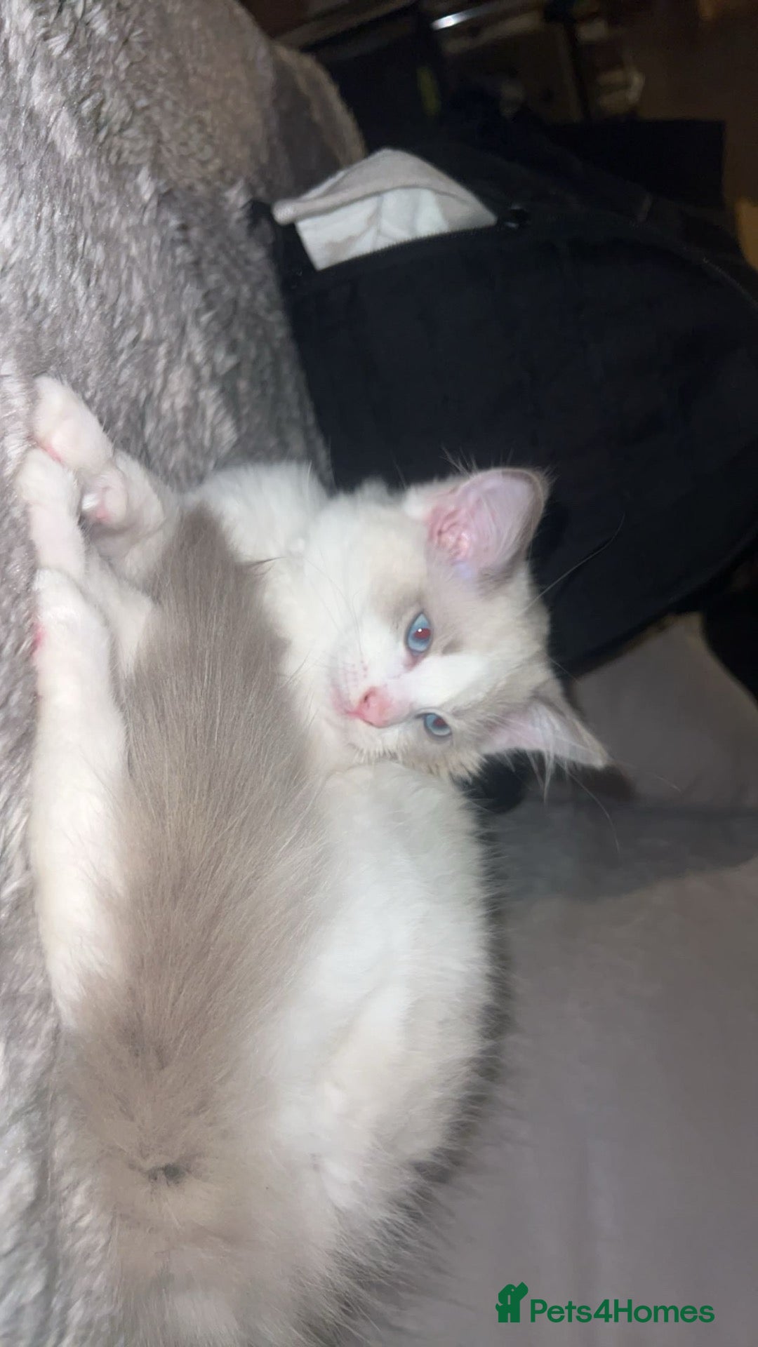 Ragdoll cats for sale: 🐾 Last Ragdoll Kitten for His Forever Home! 🐾 - Advert 3
