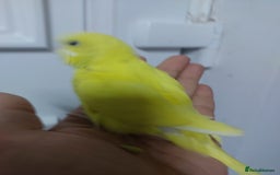 Budgerigars birds for sale: Hand reared super tame budgies chick - Image 3