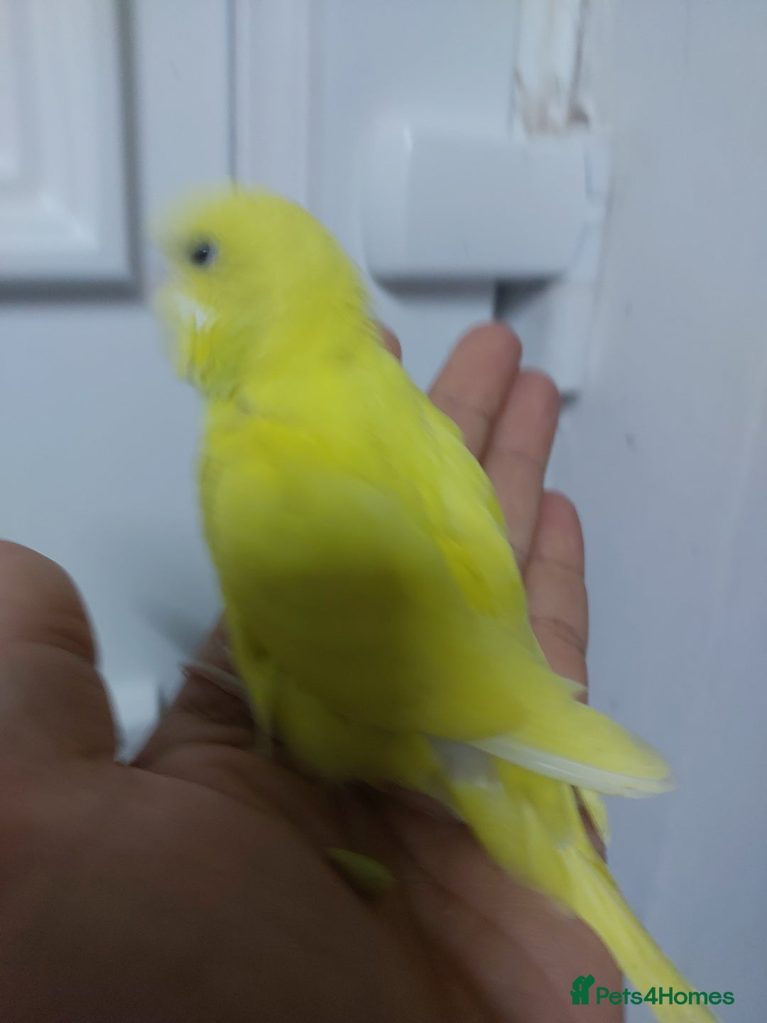 Budgerigars birds for sale: Hand reared super tame budgies chick - Image 3
