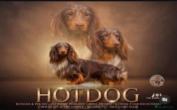 Dachshund dogs for sale: Dachshund for sale cheap - Image 4
