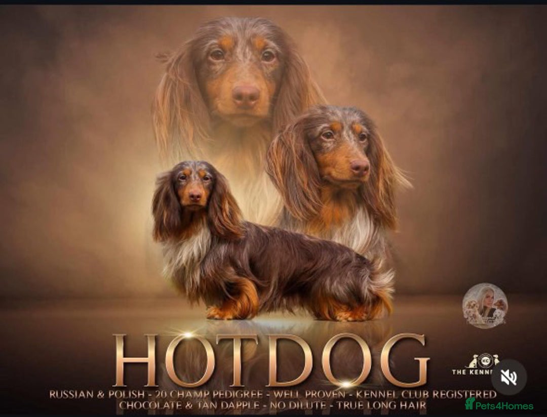 Dachshund dogs for sale: Dachshund for sale cheap - Image 4