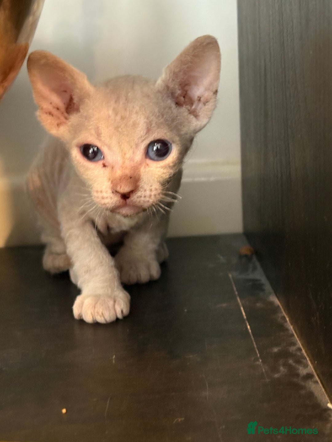 Sphynx cats for sale: Sphynx Kittens ready to go now! - Image 9