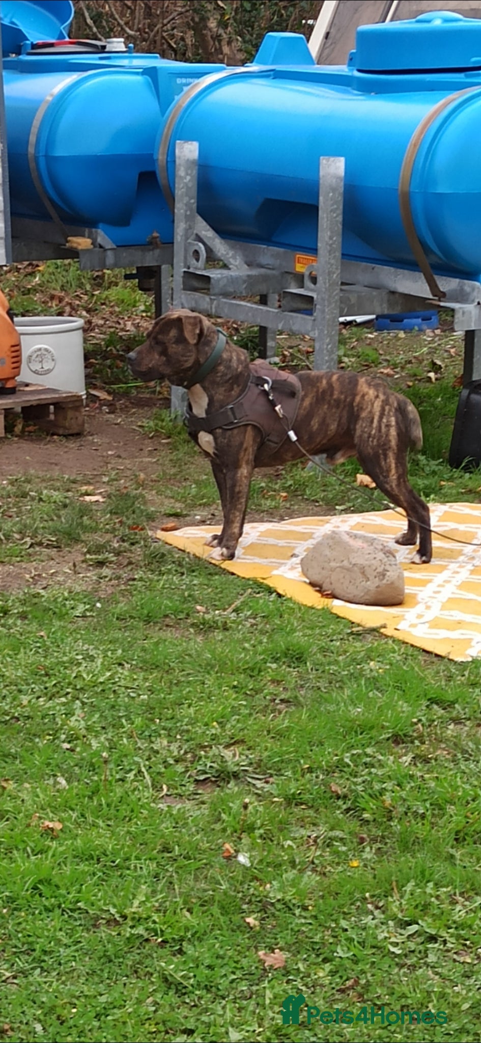 American Bulldog dogs STUD! Brindle american bulldog  - Advert 10