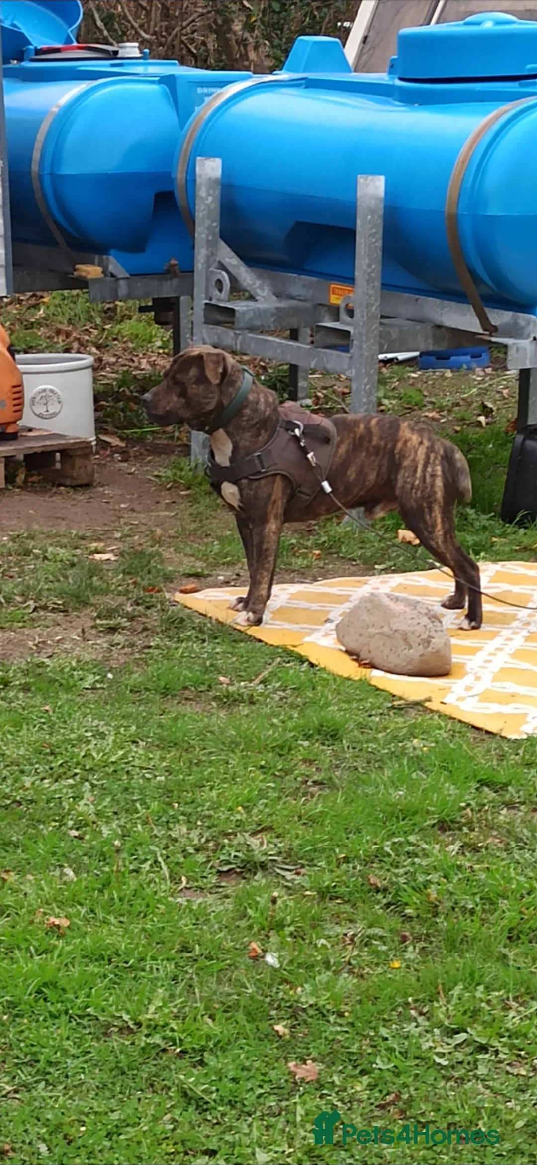 American Bulldog dogs for stud: STUD! Brindle american bulldog  in Newton Abbot - Advert 1