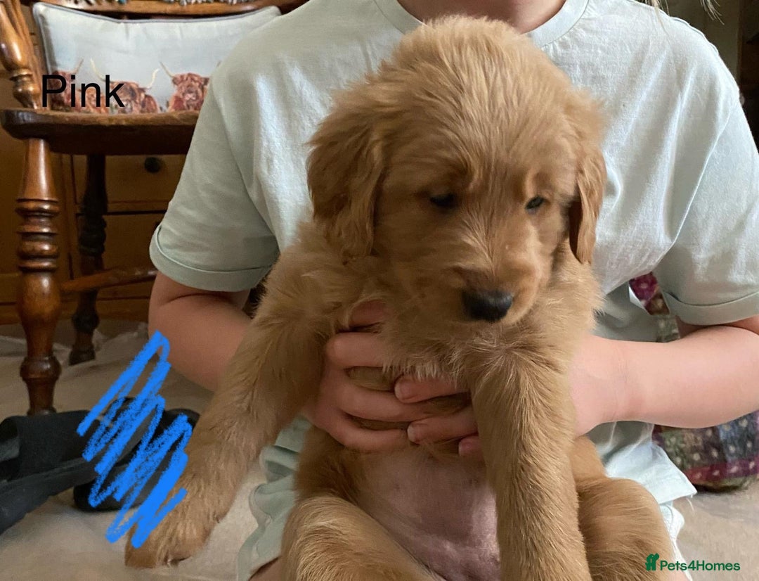 Goldendoodle dogs for sale: Golden doodle puppies ready 12th September  - Image 21