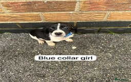 Mixed Breed dogs for sale: Beautiful litter of cocker Jacks - Image 7