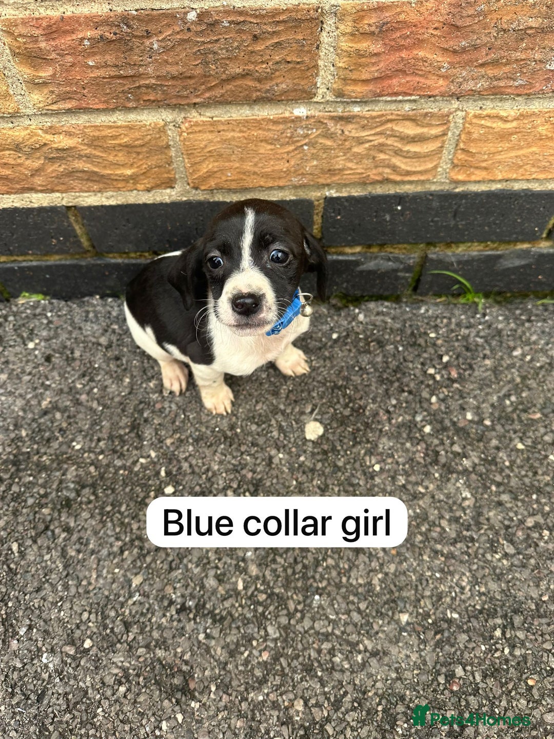 Mixed Breed dogs for sale: Beautiful litter of cocker Jacks - Image 7
