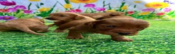 Cockapoo dogs for sale: Stunning toy cockapoo puppy’s  - Advert 10