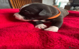 Staffordshire Bull Terrier dogs for sale: Mariusz  - Image 36