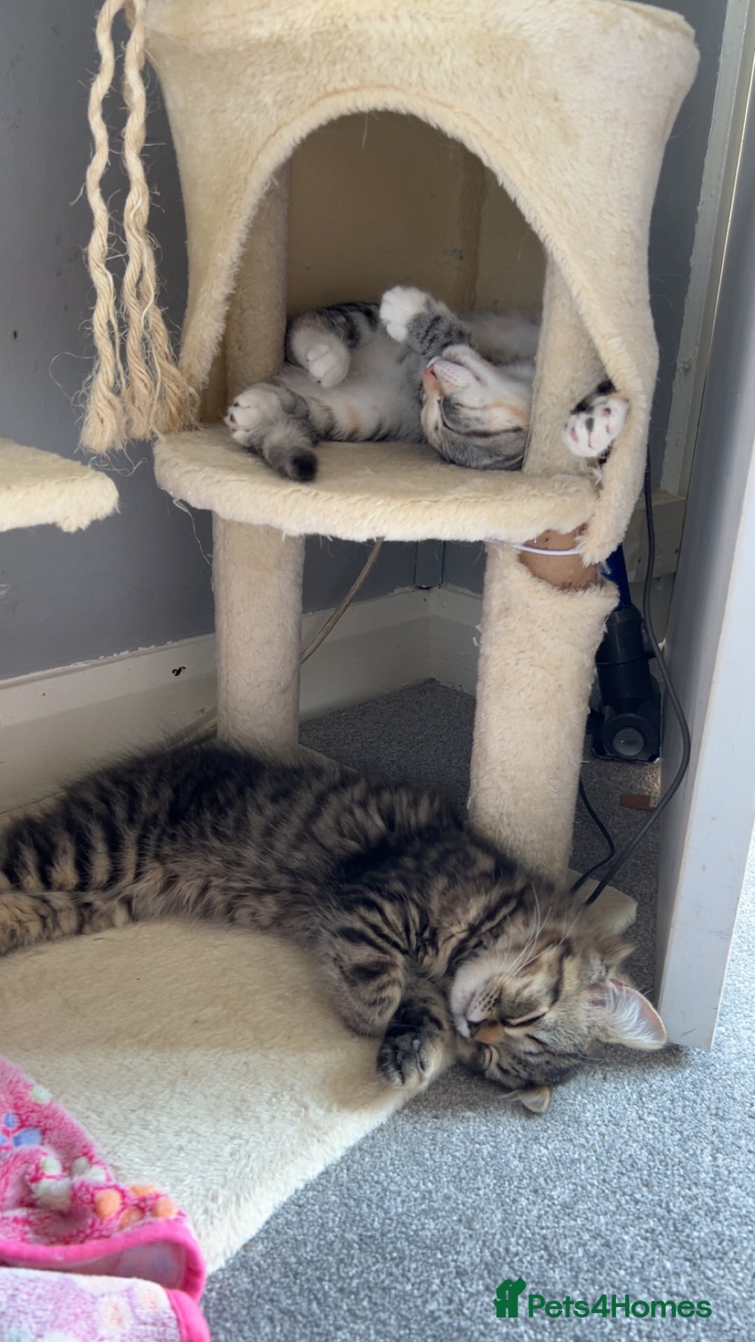 Persian cats for sale: 2 loving Persian Kittens for sale  - Image 30