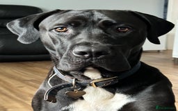 Mixed Breed dogs for sale: 3 year old Cane corso cross bitch - Image 1