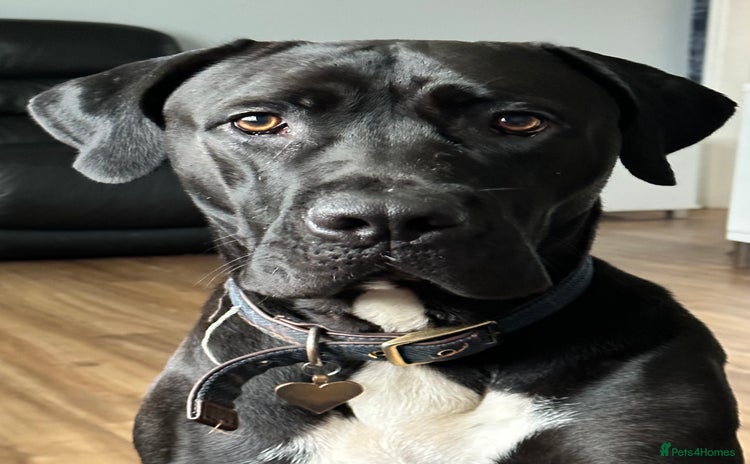 Mixed Breed dogs - Advert 1
