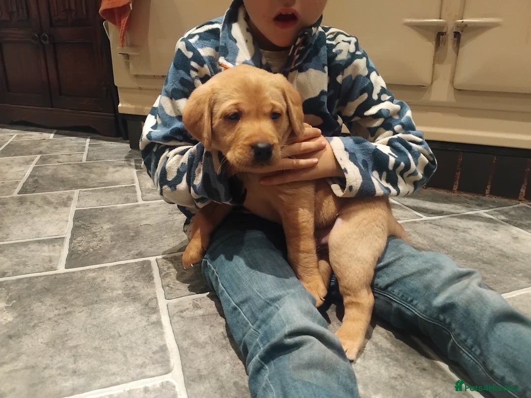 Labrador Retriever dogs for sale: KC Labrador puppies 5weeks old 3 boys  - Image 4