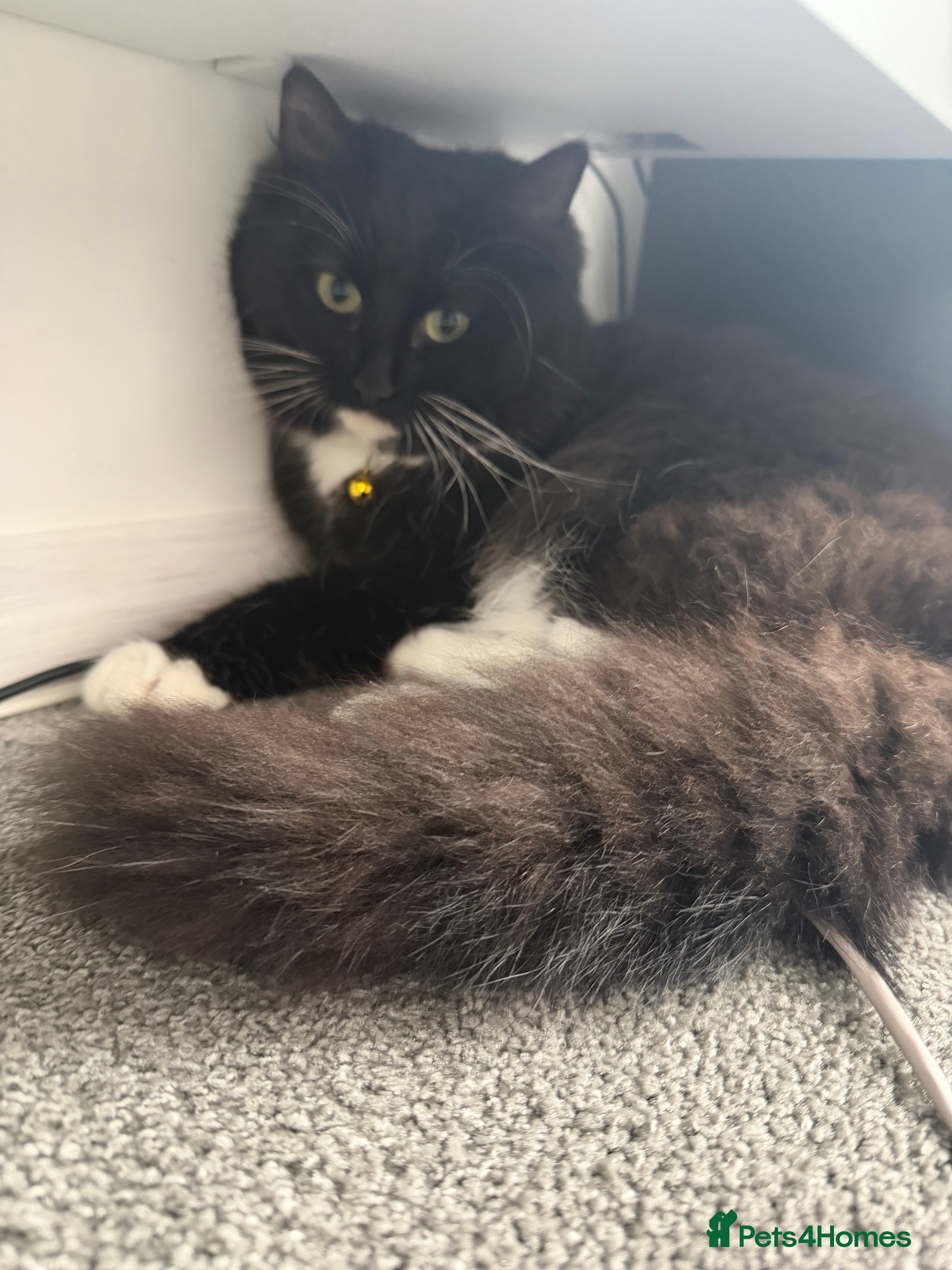 Mixed Breed cats 2 Beautiful cats  - Advert 2