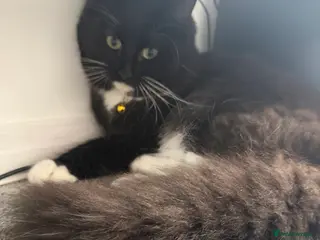 Mixed Breed cats 2 Beautiful cats - Advert 2