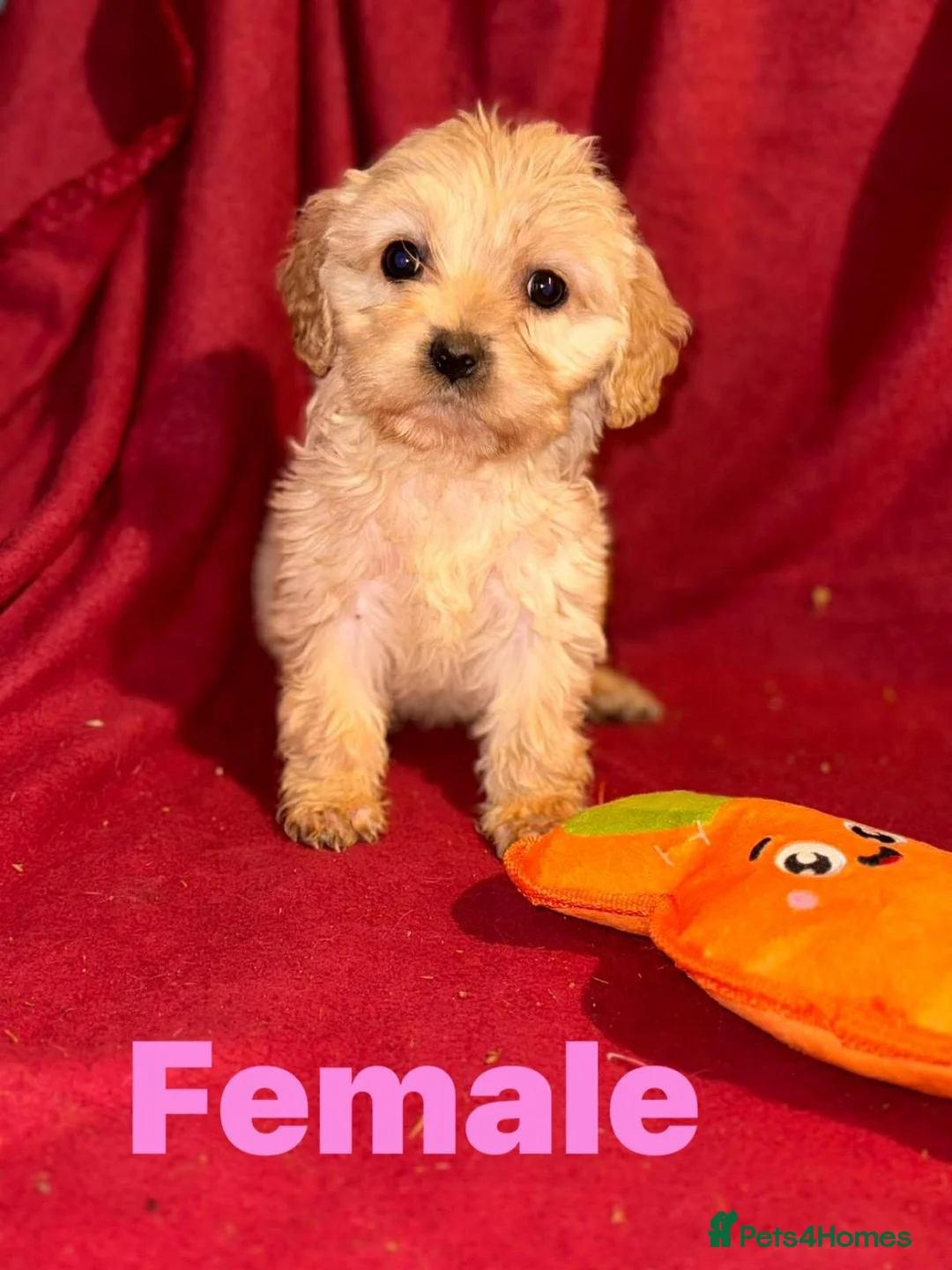 Mixed Breed dogs for sale: CAVA/COCKAPOO PUPPIES  - Advert 1